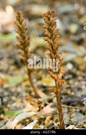 Berberis invasive plant Orobanchaceae Orobanche lucorum or Orobanche berberiodis Facchini Alps range Stock Photo