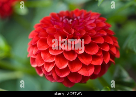 Red flower closeup of Dalhia Compositae Dahlia Stock Photo