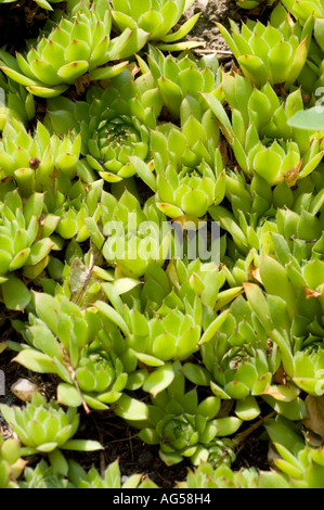 Mountain rock garden plant Crassulaceae Sempervivum juvanii Stock Photo