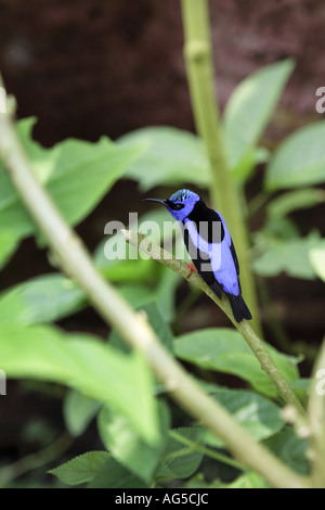 small blue bird hidden in vegetation Stock Photo