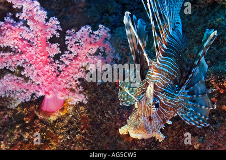 close-up of lionfish near soft coral Stock Photo