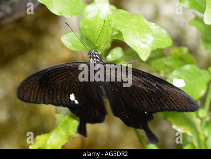 Crow swallowtail, Papilio bianor, Asia Stock Photo