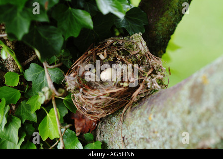 Nest Stock Photo