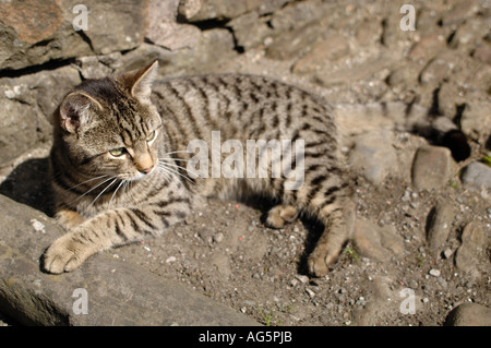 Tortoiseshell cat relaxing in the sun Stock Photo