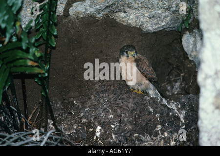 Seychelles Kestrel Falco araea Perched on a rock ledge S Stock Photo