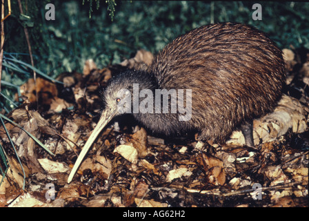 Brown Kiwi Apteryx australis Close up standing on ground Stock Photo