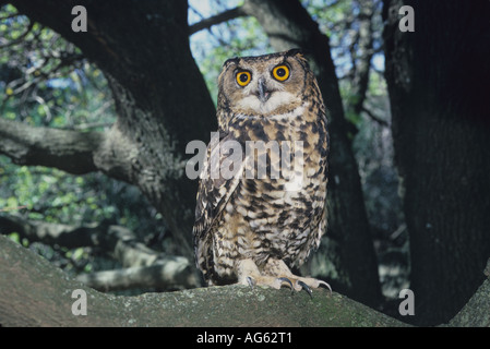 Cape Eagle Owl Bubo capensis Close up perched on tree branch Stock Photo