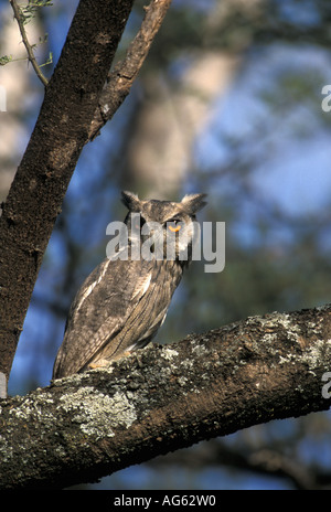 White faced Scops Owl Otus leucotis Kenya Stock Photo