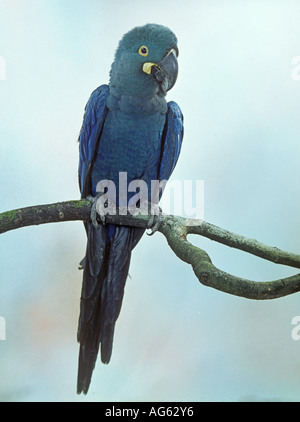 Lear s Macaw Anodorhynchus leari Perched on branch from Brazil Stock Photo