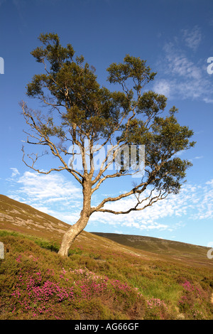 Scottish bell heather, and single tree on Scottish moorland.  Scotland uk Stock Photo