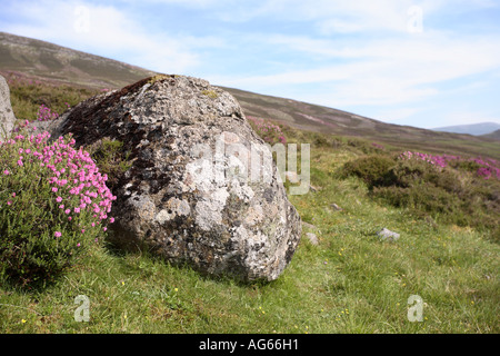 Glacial erratic rock, glacially deposited boulders, rocks; Scottish August Highland heather flowering moorland scene landscape, Scotland, UK Stock Photo