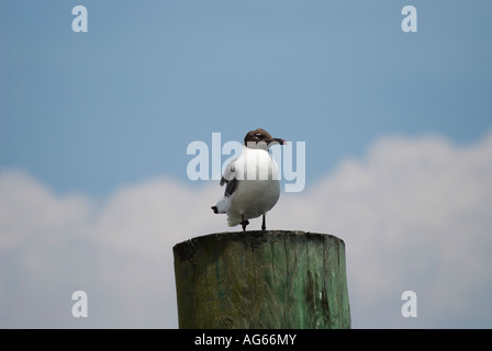 Laughing Gull Larus atricilla sitting on dock piling at St Augustine Marina St Augustine Florida Stock Photo