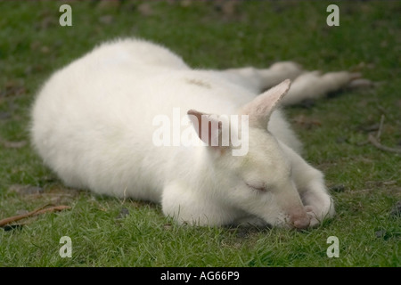 Young Albino Wallaby (Macropus rufogriseus) sleeping Stock Photo