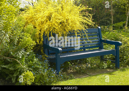 Blue painted wooden garden seat with Weeping Forsythia (Forsythia suspensa) growing behind Stock Photo