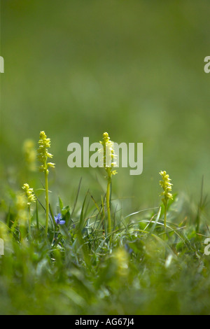 Group of Musk Orchids (Herminium monorchis) growing on chalk downland in Hampshire Stock Photo
