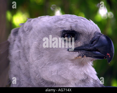 close up of harpy eagle (Harpia harpyja) with scrap of flesh on its beak at Georgetown Zoological Gardens in Georgetown, Guyana Stock Photo