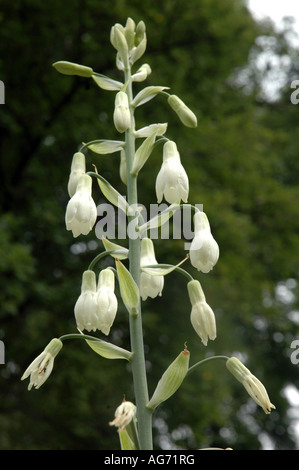 Berg lily Galtonia candicans also know as Cape hyacinth or Summer hyacinth Stock Photo
