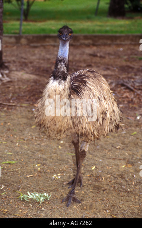 Emu dromaius novaehollandiae 1778 Stock Photo