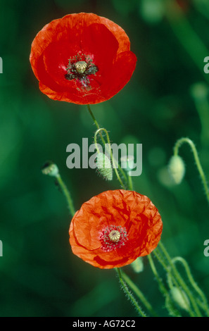 Poppies Papaver rhoeas flowers and buds in June