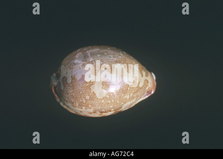 Map cowry shell Stock Photo