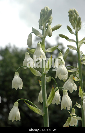 Berg lily Galtonia candicans also know as Cape hyacinth or Summer hyacinth Stock Photo