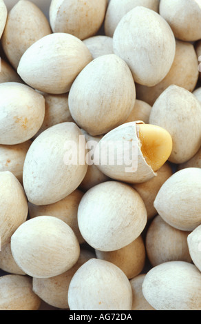 Ginkgo biloba nuts Stock Photo
