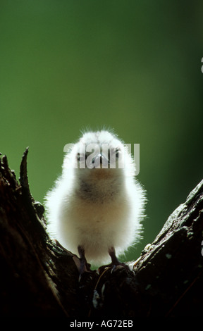 White tern chick in tree fork Stock Photo