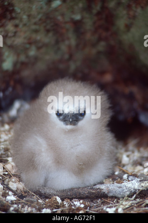 Red tailed tropic bird chick Stock Photo