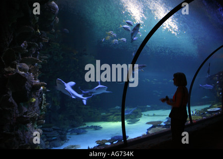 Shark Reef the shark exhibit at the Mandalay Bay on the Las Vegas Strip Nevada Stock Photo