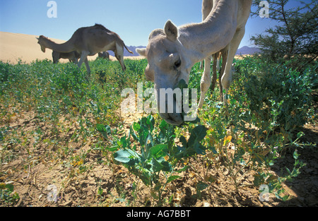 Niger near Agadez Camels eating fodder Stock Photo