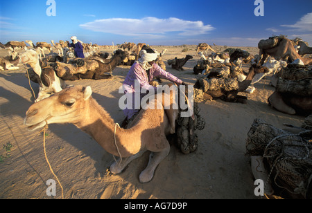 Niger Tenere Tuareg tribe doing traditional salt caravan from Agadez to the oases Fachi and Bilma Stock Photo