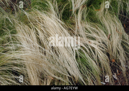 Stipa tenacissima or Macrochloa tenacissima called Esparto or Esparto grass, also known as needle grass or halfah grass Stock Photo