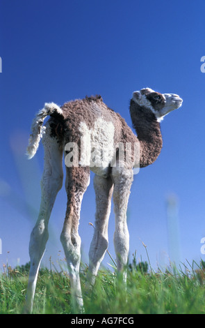 Niger near Agadez Young camel of 2 days old standing on grass against clear sky Stock Photo