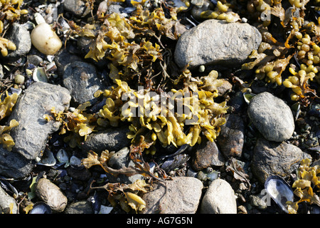 Bladder Wrack covering  the exposed shoreline of Loch Long Arrochar Argyll Scotland Stock Photo