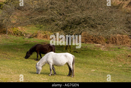 Two horses in front of a tree at the bottom of Sharp Tor Dartmoor Devon UK Stock Photo