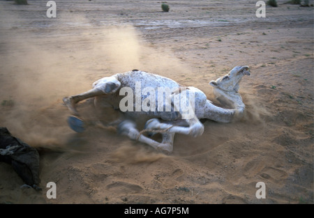 Niger Tenere Tuareg tribe doing traditional salt caravan from Agadez to the oases Fachi and Bilma Stock Photo