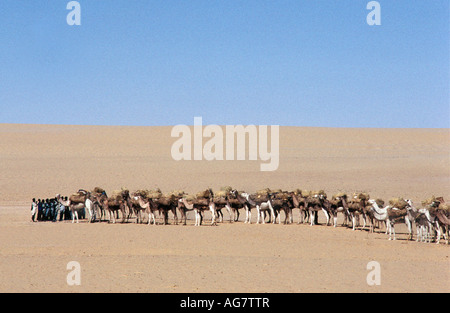 Niger Tenere Tuareg tribe doing traditional salt caravan from Agadez to the oases Fachi and Bilma Stock Photo