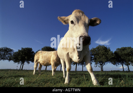 Netherlands Blokzijl Cows on field Stock Photo