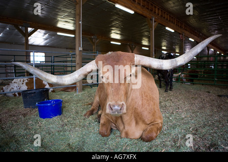 reddish brown Texas longhorn bull bovine lying down in stall Stock Photo