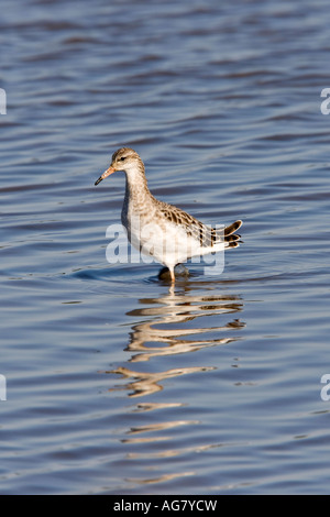 Ruff  Philomachus pugnax feeding in shallow water with reflection titchwell norfolk Stock Photo