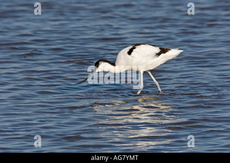 Avocet Recurvirostra avosetta feeding in shallow water titchwell norfolk with reflection Stock Photo