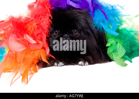 Black Pekingese dog with rainbow colored feather boa on white background Stock Photo