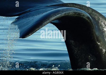 Southern Right Whale, Patagonia, Argentina. Stock Photo