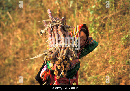 Vietnam Can Cau Woman of Flower Hmong Hill Tribe with sugarcane Stock Photo