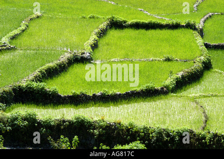 Centuries old rice terraces in Northern Philippines is one of the seven ...