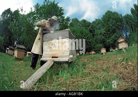 Beekeeper opens a beehive using a smoker for calming bees. Altai. SIberia. Russia Stock Photo