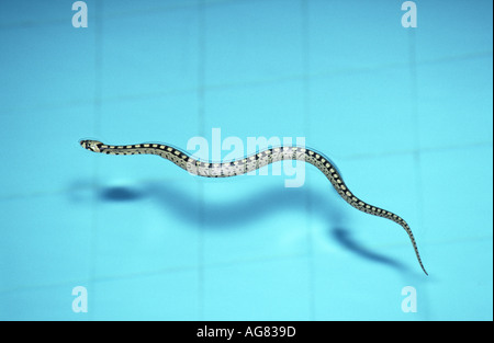 Ladder Snake, Rhinechis scalaris, Stock Photo