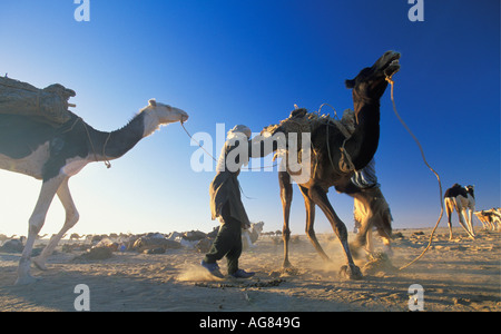 Niger Tenere Tuareg tribe doing traditional salt caravan from Agadez to the oases Fachi and Bilma Stock Photo