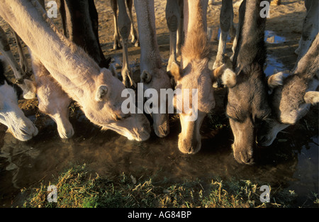 Niger Tenere Tuareg tribe doing traditional salt caravan from Agadez to the oases Fachi and Bilma Stock Photo