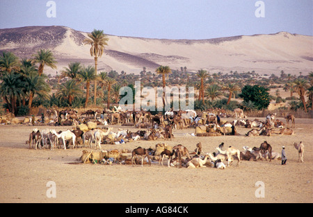 Niger Tenere Tuareg tribe doing traditional salt caravan from Agadez to the oases Fachi and Bilma Stock Photo